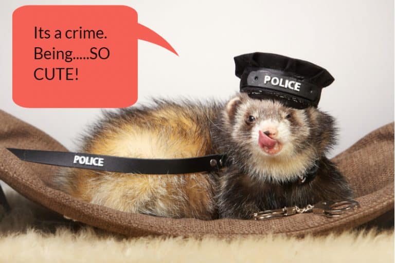 The 7 Best Ferret Harness Reviews [2024 Update]