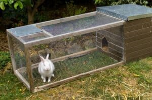 13 Steps To Predator Proof Your Rabbit Hutch