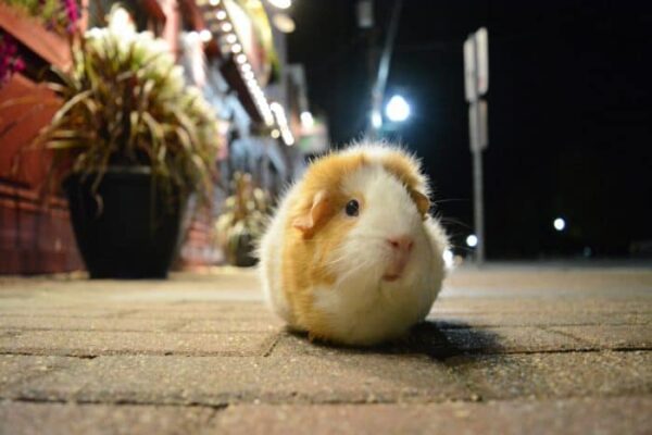 Do Guinea Pigs See in Color? Can they see in the Dark?