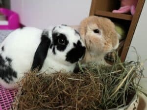 6000 Awesome Rabbit Names for Your Fluffy Bunny