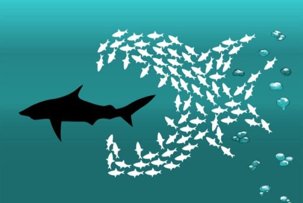Do Fish Attack Humans Do Fish Bite Humans 