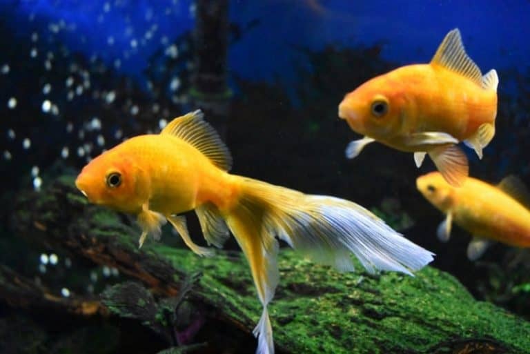 Do fish eat bread? Why or why not? [2023 Update]