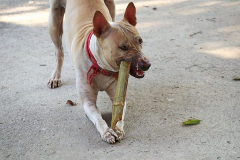 Can dogs eat bamboo shoots?