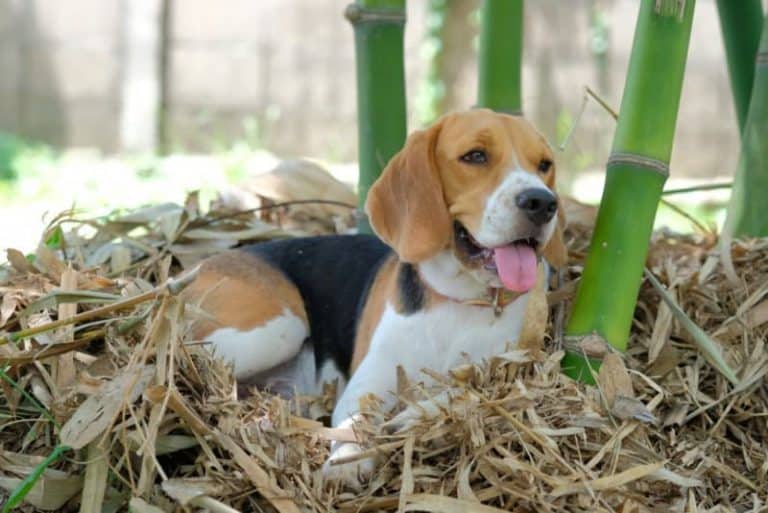 Can dogs eat bamboo shoots?