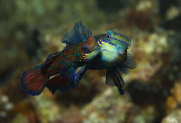 Do fish interbreed? and Can they crossbreed?