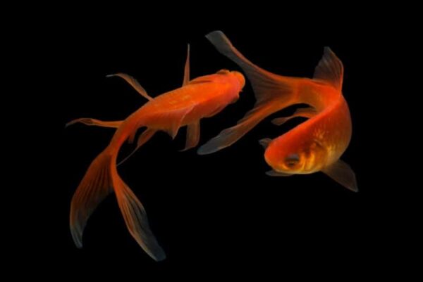 Do fish interbreed? and Can they crossbreed?