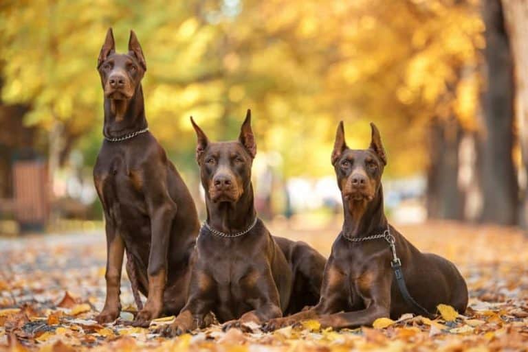 Labrador vs Doberman Which breed is better?