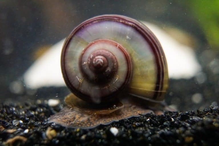 How To Tell If A Mystery Snail Is Male Or Female?