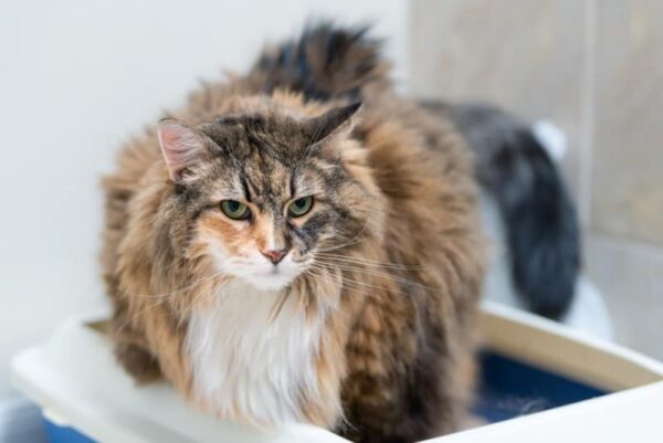 My Cat Hasn't Pooped in 2 Days, What Should I Do?