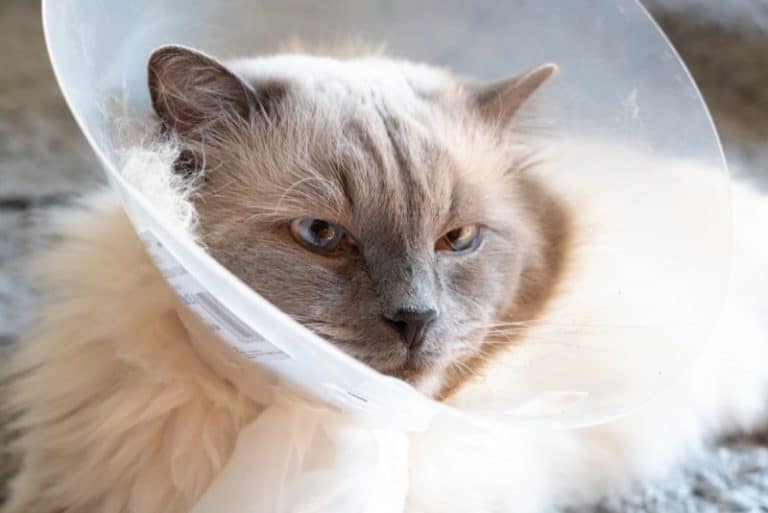 How can I stop my cat from removing her cone?