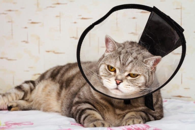 How can I stop my cat from removing her cone?