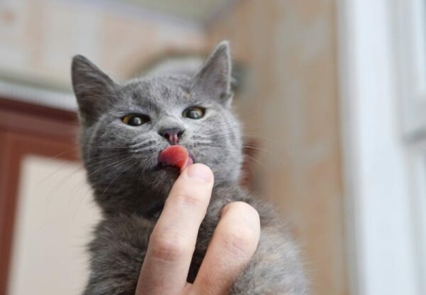 Why Does My Cat Like Licking My Armpits?
