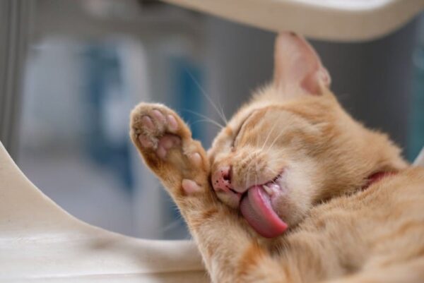 Why Does My Cat Like Licking My Armpits?