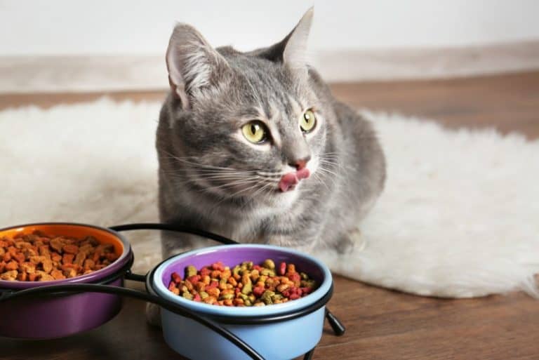14 Best Tasting Cat Foods for Picky Cats [2023 Update]