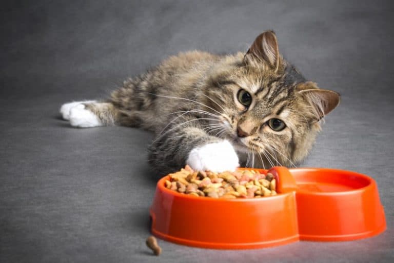 14 Best Tasting Cat Foods for Picky Cats [2024 Update]
