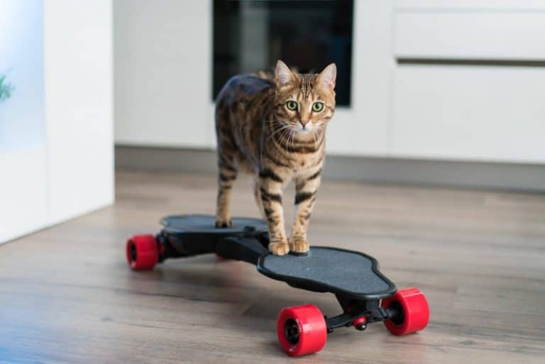 Train Your Bengal Cat to do These 20 Awesome Tricks