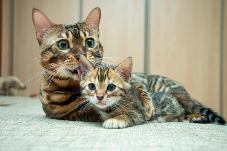 Train Your Bengal Cat to do These 20 Awesome Tricks