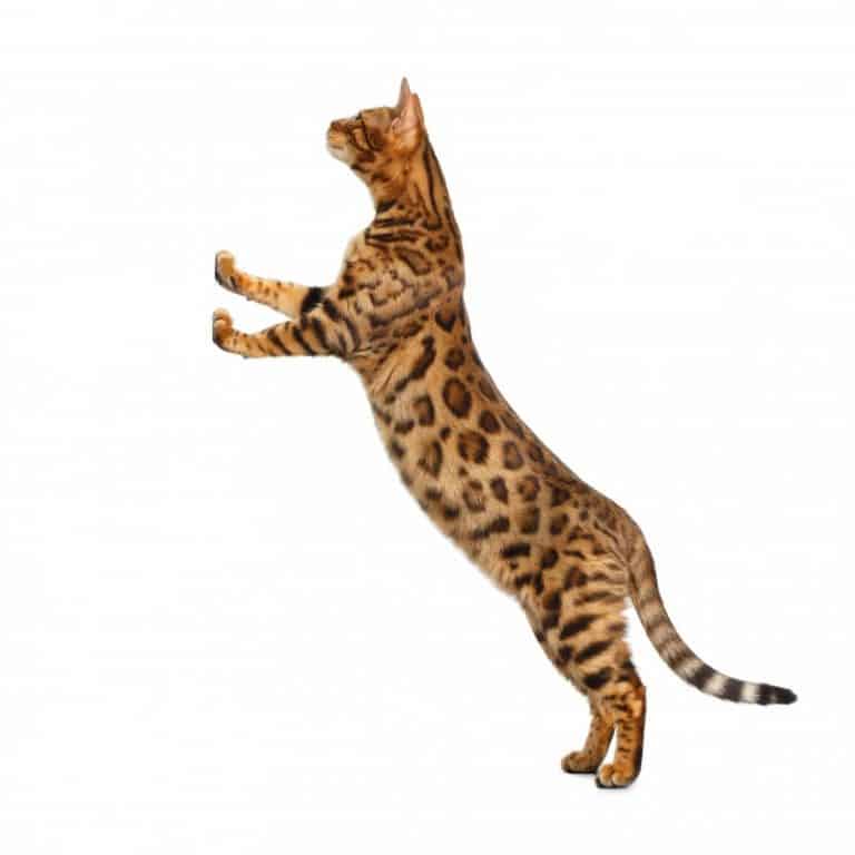 Train Your Bengal Cat to do These 20 Awesome Tricks