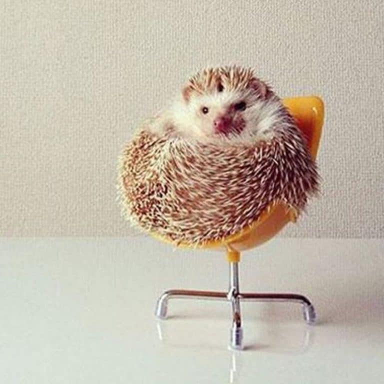 The 24 Best Toys For Hedgehogs [2024 Update]