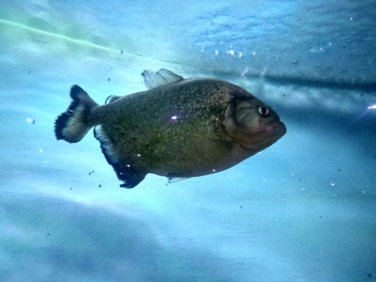 Aquarium Filter Current Too Strong How to fix this issue?