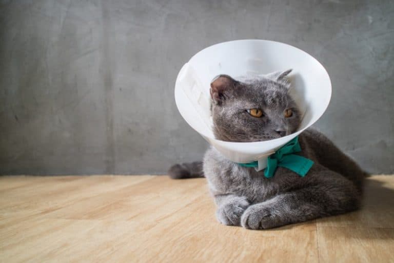 How can I stop my cat from removing her cone?