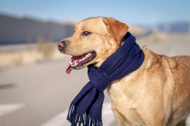 Dog Poop Like Jelly With Blood Should I Be Worried?