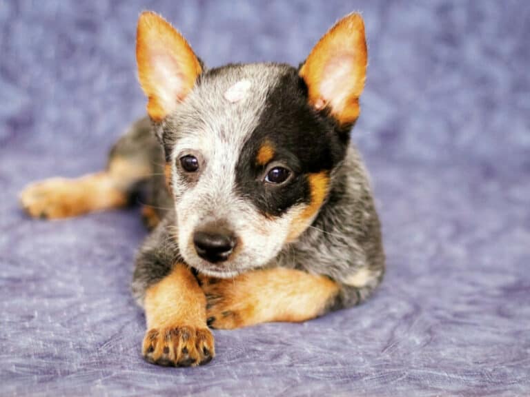 Blue Heeler Chihuahua Mix Information