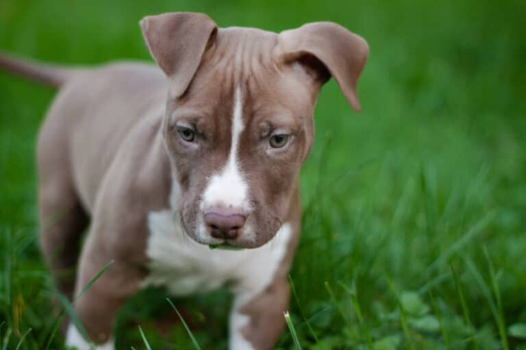 How To Stop A Pitbull Puppy From Biting