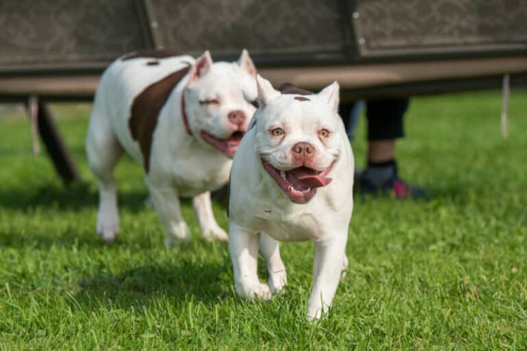 How To Stop A Pitbull Puppy From Biting