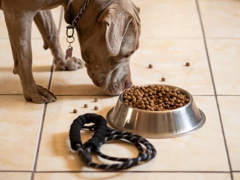How Much To Feed a Pitbull Puppy