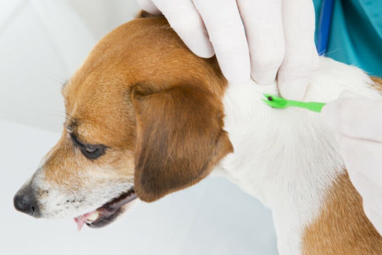 Lumps After Tick Removal in Dogs