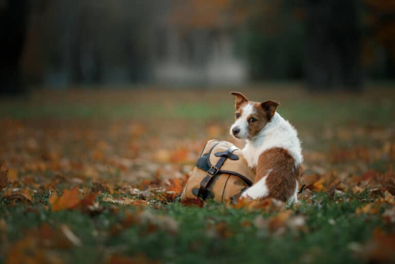 Remedies for Canine Razor Burn