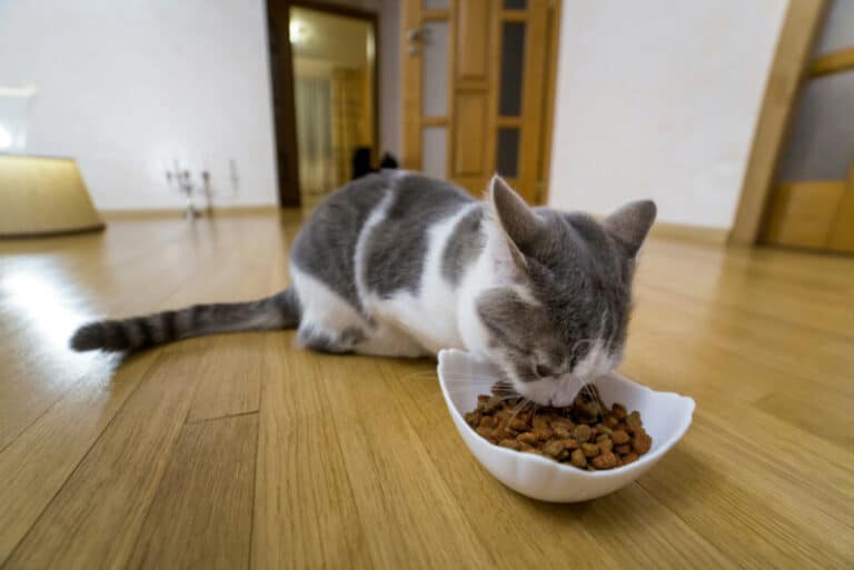 How to feed cats to sardines?