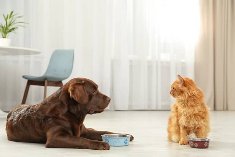 Symptoms of hemorrhoids in cats