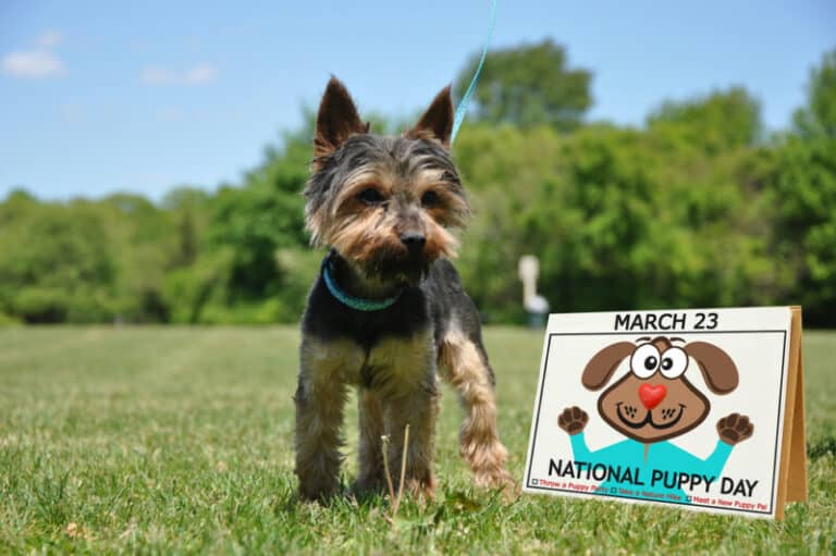 Difference between a Parti Yorkie and a regular Yorkie