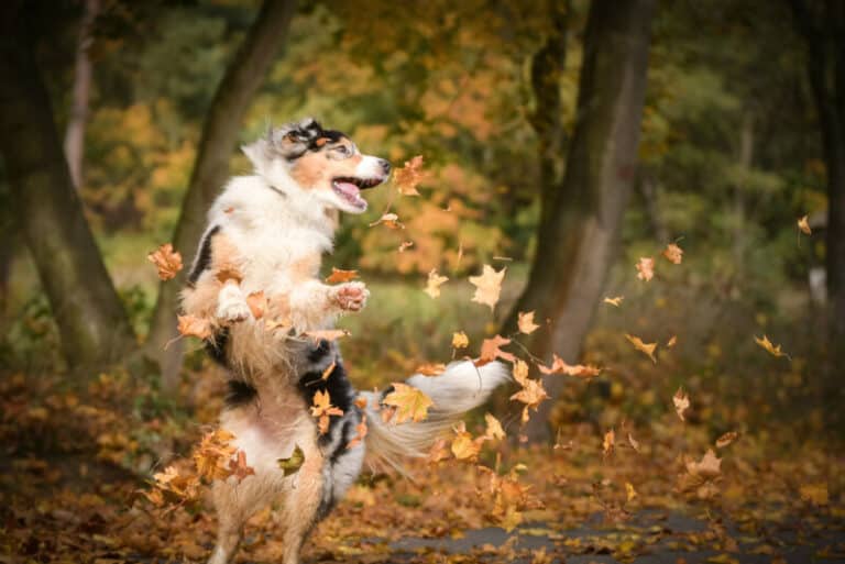 Remedies for Canine Razor Burn