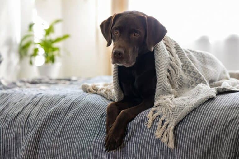 How Often Do Female Dogs Go In Heat