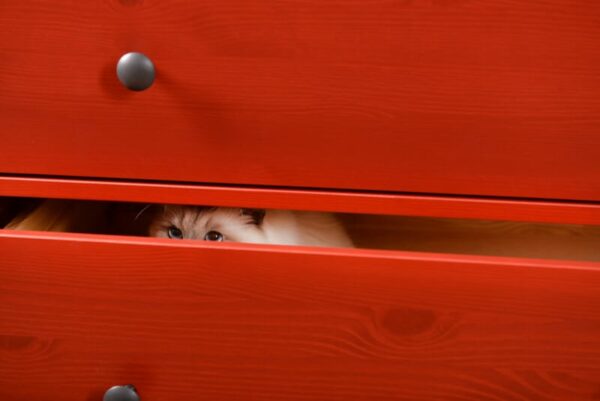 How To Coax A Cat Out Of Hiding How to Lure a Cat out of Hiding