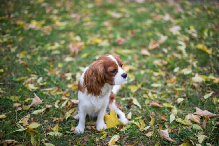 Remedies for Canine Razor Burn
