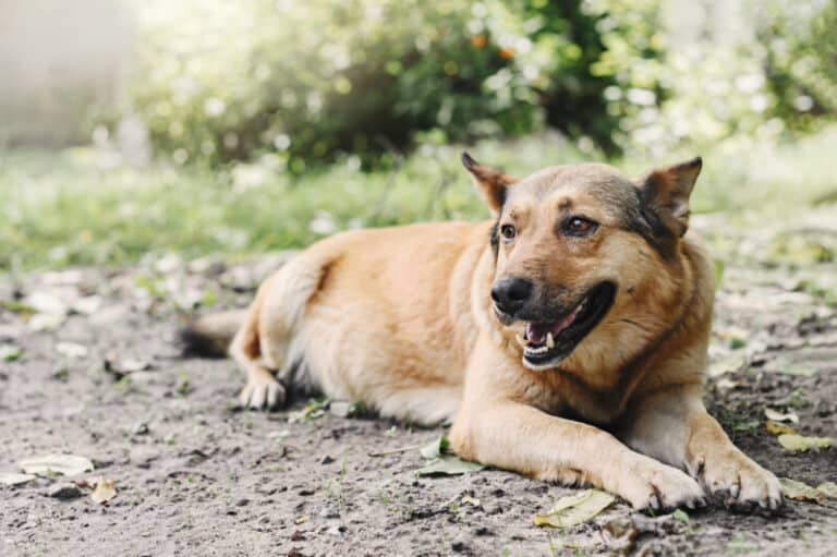 Can A Dog Get Pregnant While Bleeding can-a-dog-get-pregnant-while-bleeding