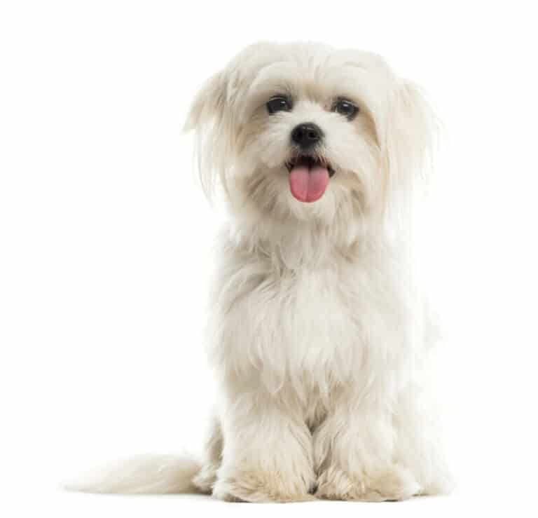Top 13 Small White Dog Breeds