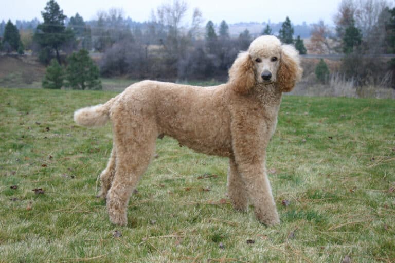 10 Best Poodle Grooming Styles