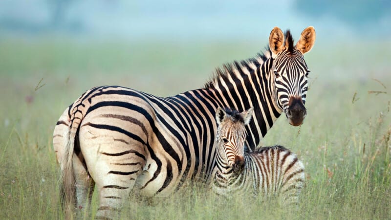 Here s Why Zebras Have Never Been Domesticated