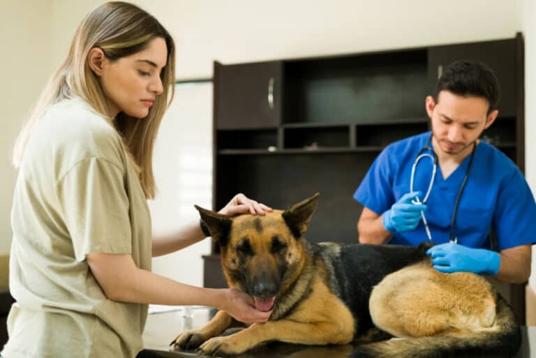 why-is-my-dog-still-bleeding-after-mating