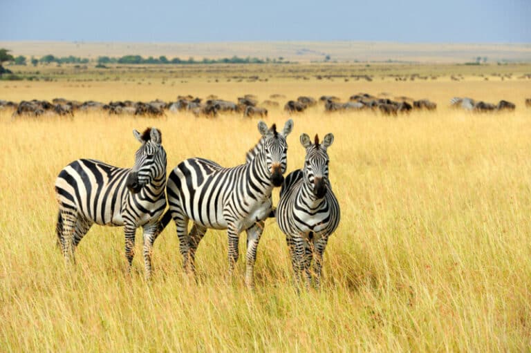 How Many Stripes Does A Zebra Have On Its Body 