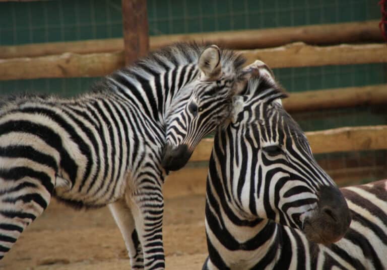 How Do Zebras Protect Themselves