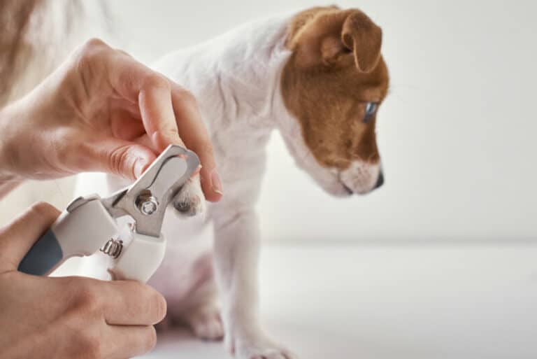 How Much Does It Cost To Sedate A Dog For Nail Trimming?