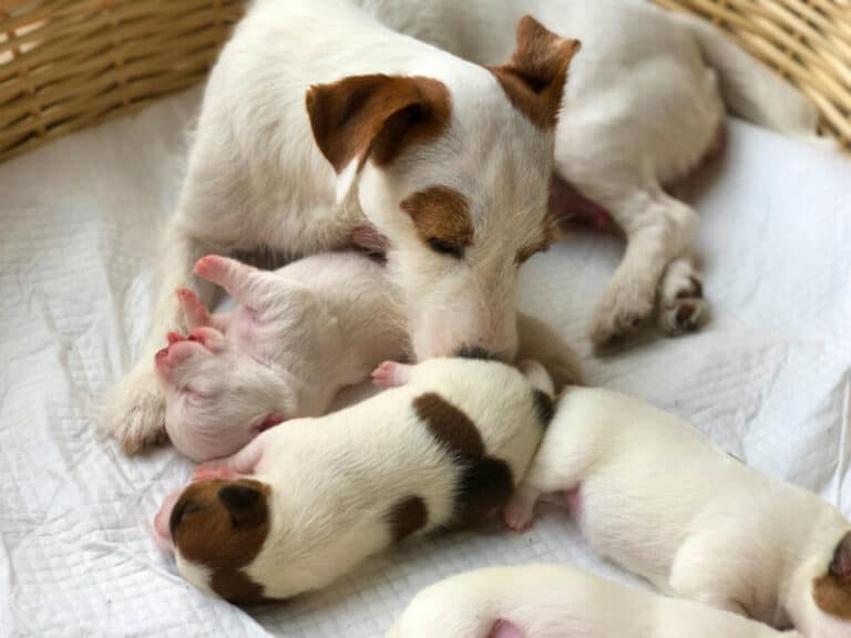 Can a Dog Still Produce Puppies After Being Neutered