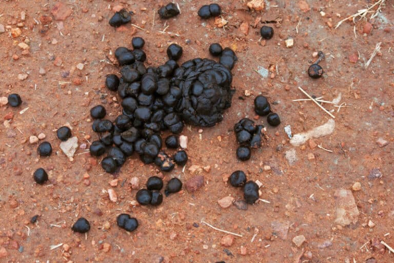 Zebra Poop Everything You’ve Ever Wanted To Know