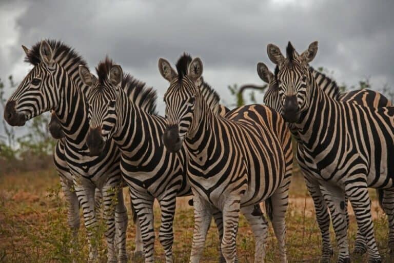 How Do Zebras Protect Themselves